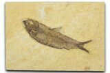 Detailed Fossil Fish (Knightia) - Wyoming #330831-1